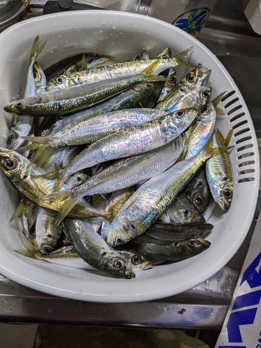 アジの釣果