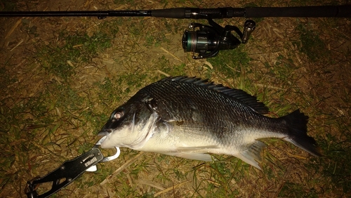 マルスズキの釣果