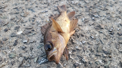 メバルの釣果