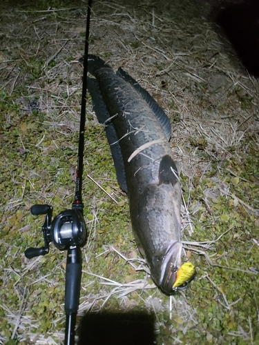 カムルチーの釣果