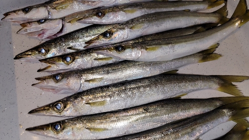 カマスの釣果