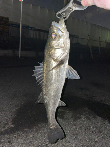 スズキの釣果