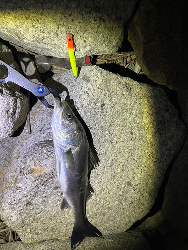 シーバスの釣果