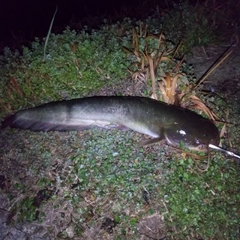 マナマズの釣果