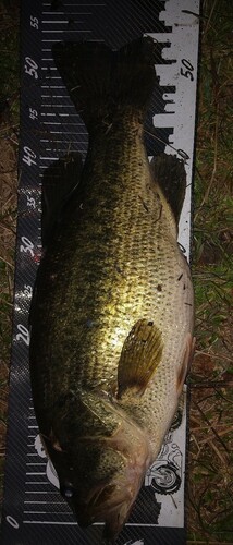 ブラックバスの釣果