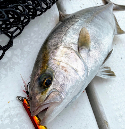 カンパチの釣果