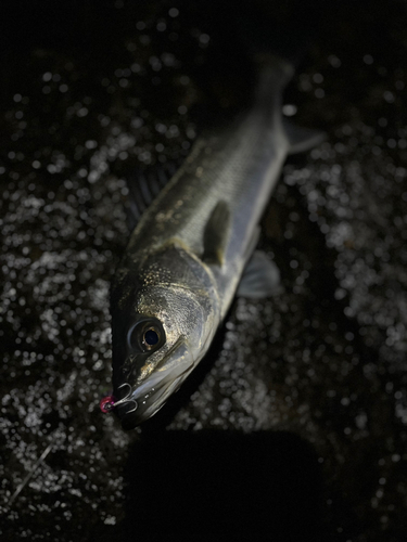 スズキの釣果