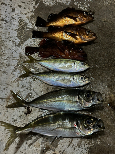 アジの釣果