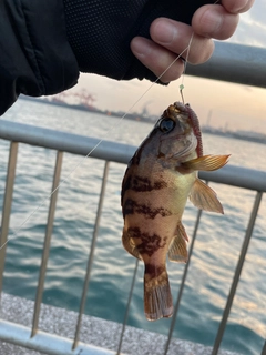 メバルの釣果