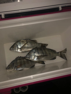 クロダイの釣果