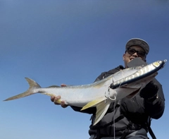 ヒラマサの釣果