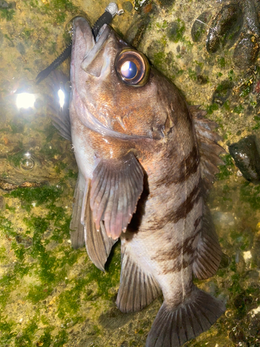 メバルの釣果