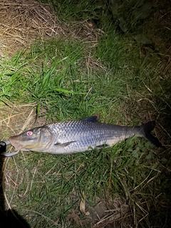 ニゴイの釣果