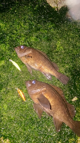 メバルの釣果