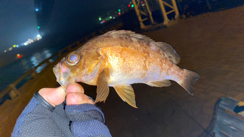 クロメバルの釣果