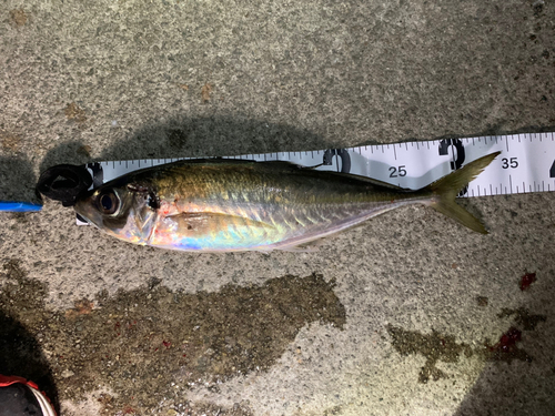 アジの釣果