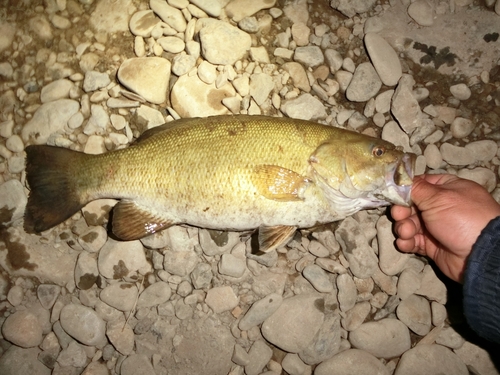 スモールマウスバスの釣果