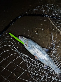 マルタウグイの釣果