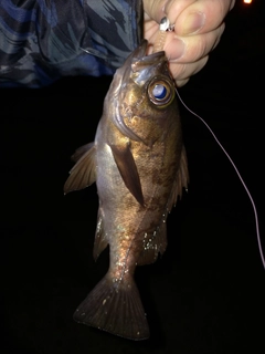 シロメバルの釣果