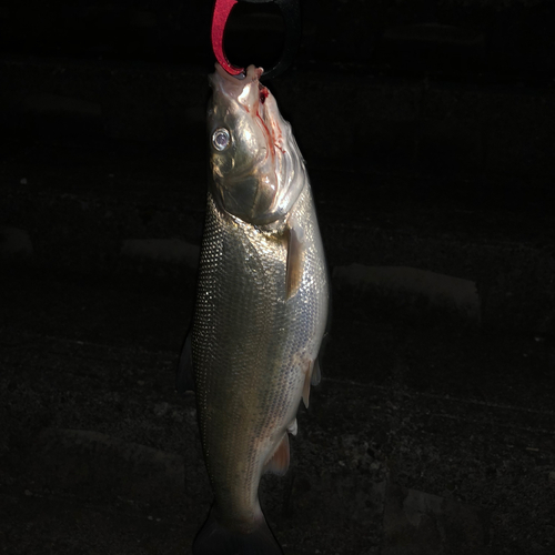 マルタウグイの釣果