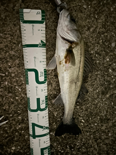 シーバスの釣果