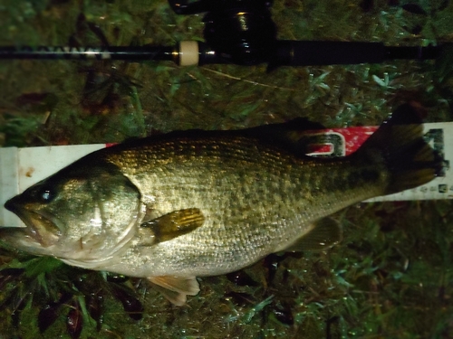 ブラックバスの釣果