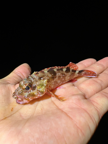 タイの釣果