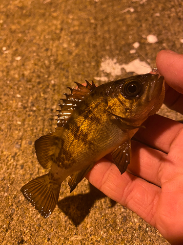 アカメバルの釣果