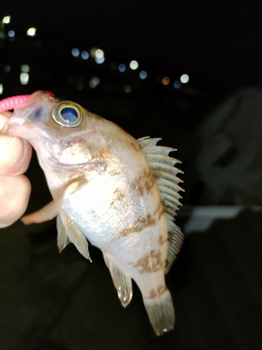 タケノコメバルの釣果