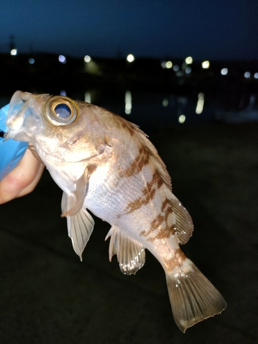 タケノコメバルの釣果