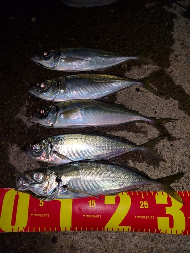 アジの釣果