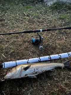 シーバスの釣果