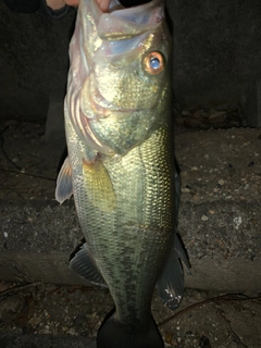 ラージマウスバスの釣果