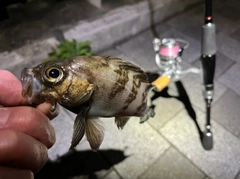 メバルの釣果