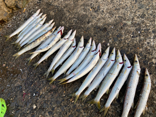 カマスの釣果