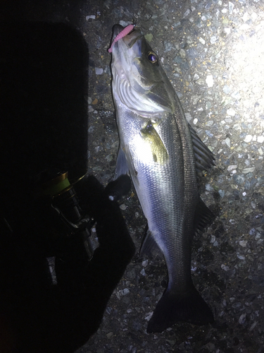 セイゴ（マルスズキ）の釣果