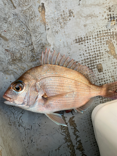 マダイの釣果