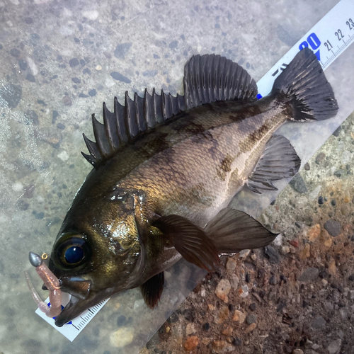 メバルの釣果