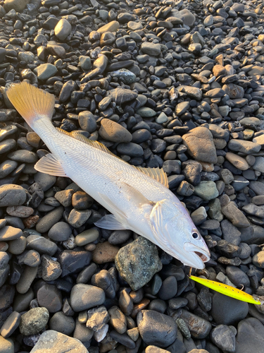 ニベの釣果