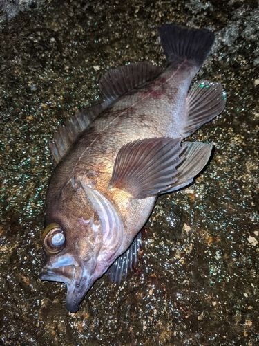 シロメバルの釣果