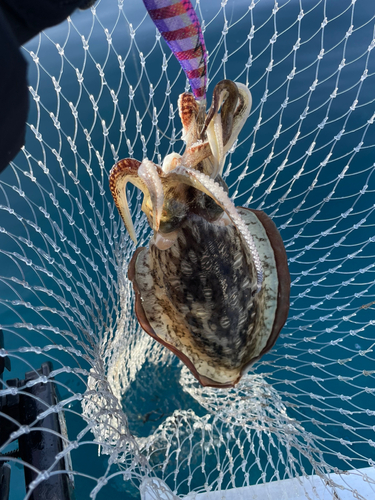 モンゴウイカの釣果