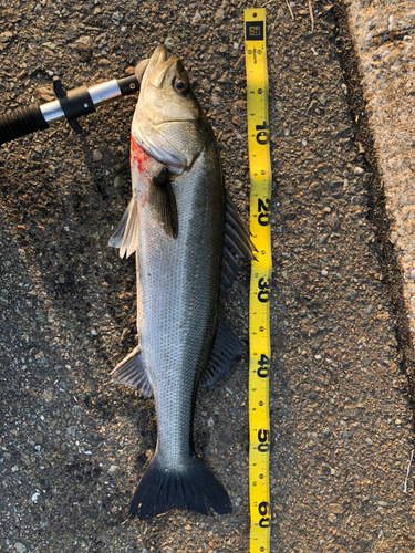 スズキの釣果