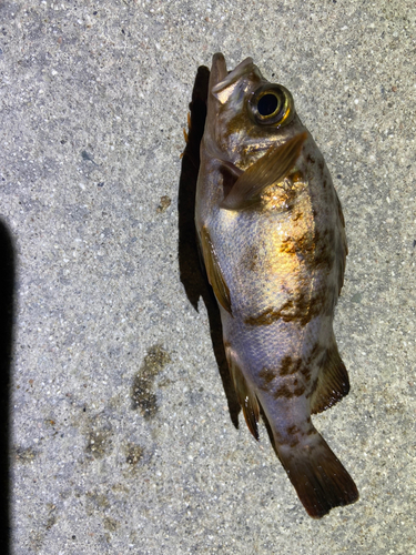 メバルの釣果