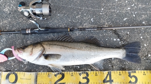 シーバスの釣果