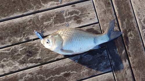 ヘラブナの釣果