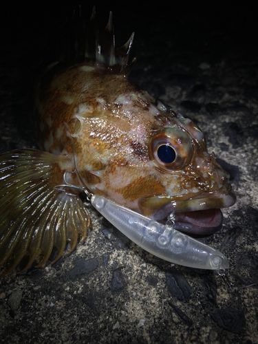 カサゴの釣果