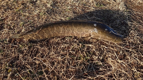 ライギョの釣果