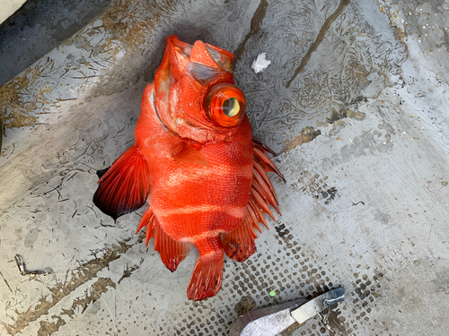 カサゴの釣果