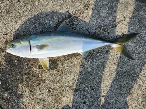 メジロの釣果