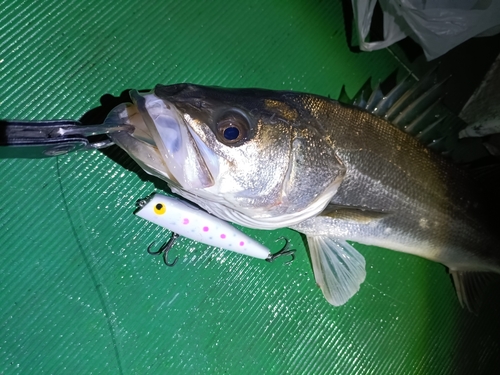 スズキの釣果